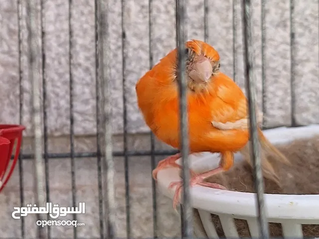 طيره كنار احمر دم