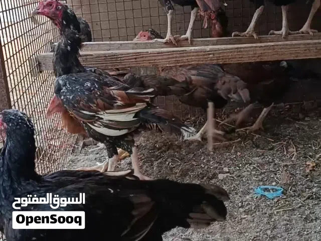 دجاج باكستانيات للبيع