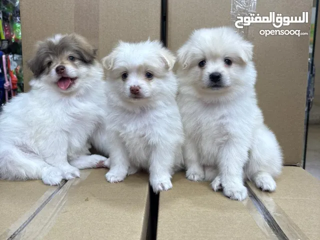 كلاب بمرنيان تي كب حجم صغير كف اليد لعوبين صحه تمام يوجد اغراض وتوصيل السعر