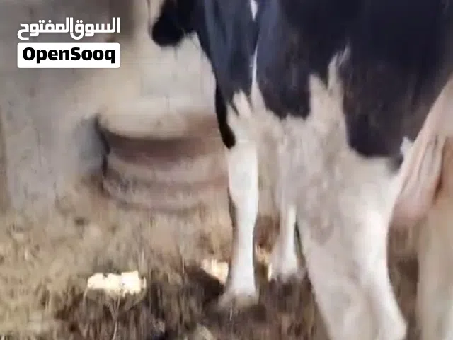 بجر ليبة للبيع