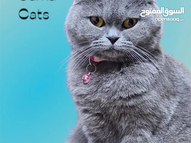 انثى سكوتش بلاك دبل فولد منتجة