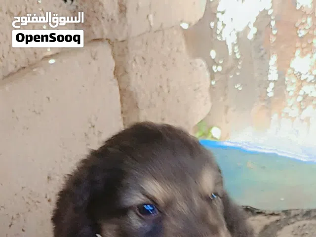 جروي جرمن من