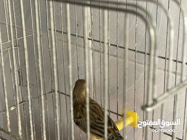 ثلات فحول كنار زي النار بسعر حررق مع القفاص وكلشي