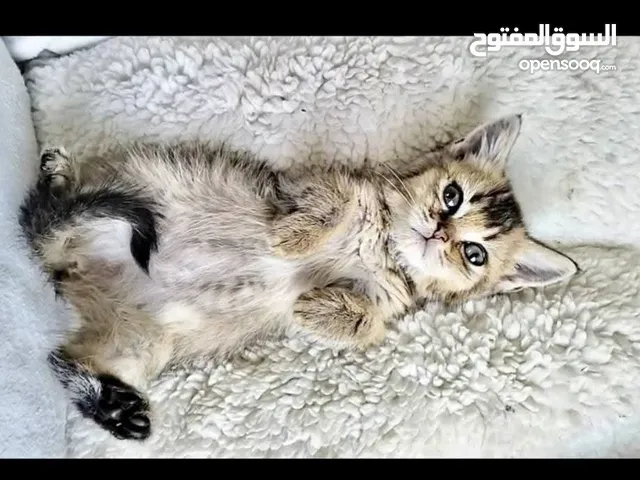 سكوتش جولد ستريت اهالي جولد