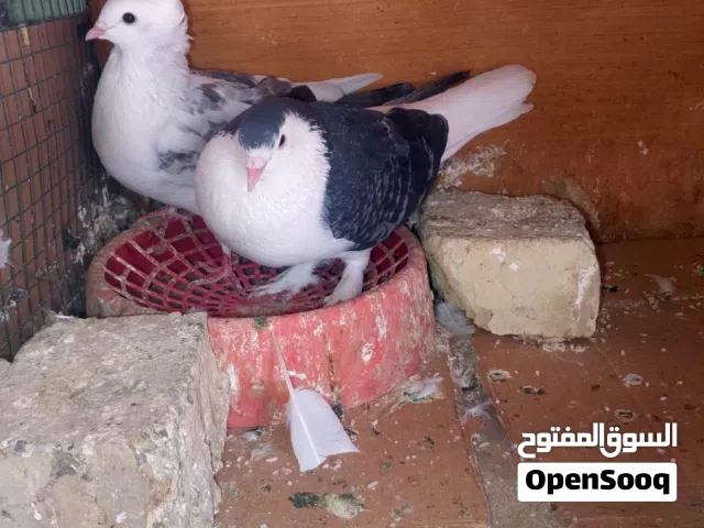 السلام عليكم