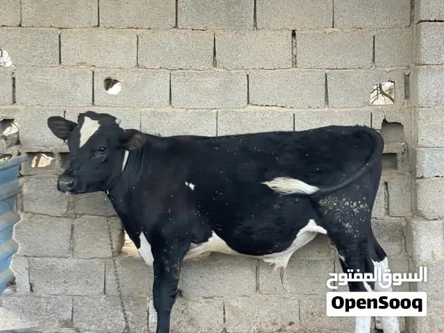 عجل العمر 8شهور