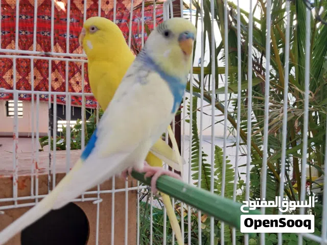 كوبيه بقلينو بيع او تبديل اقرا وصف