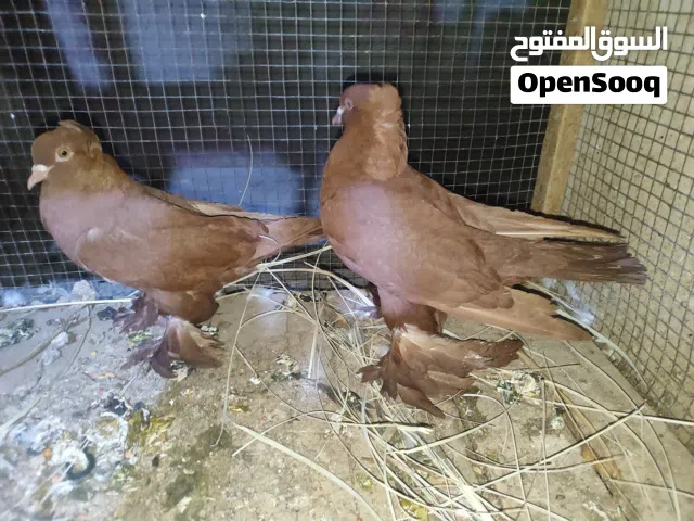 السلام عليكم زوجين عرايس وزوج راعب كلهم بزارات وملات بيت