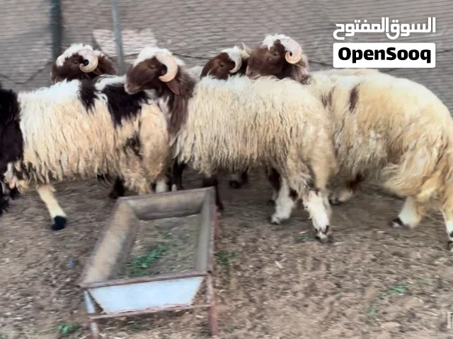 اضاحي خرفان ( نعيمي - نجدي - محلي )تربية وإنتاج الدار وماشاء الله سمان فوول واحجام وأوزان اللهم بارك