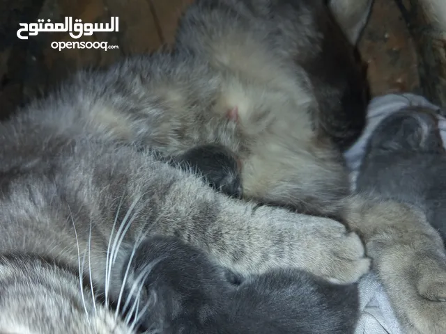 قطه سكوتش فلود النوع برطاني الاصلي شعر قصير يوجد معها ثلاثه كتن اثنين انثي وواحد ذكر 150 دينار