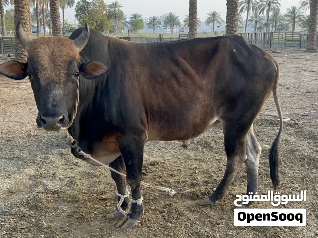 ثور محلي .