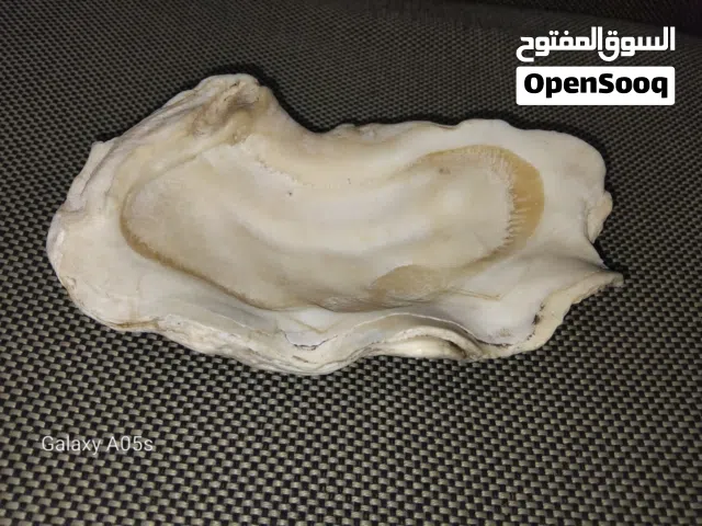 صدفة محار طبيعية عملاقة ونادرة – قطعة ديكور فريدة لهواة التميز
