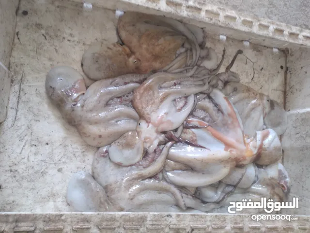 أحمد الكوري