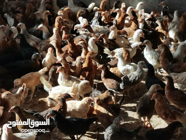 دجاج عماني عمر شهرين ب 10 ريال 11 حبه بدون الذبح