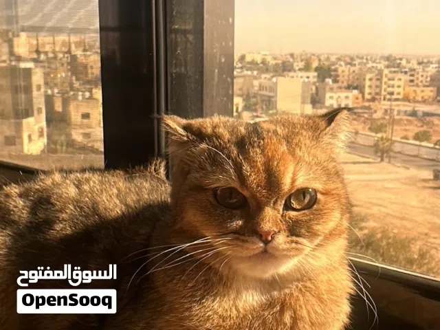 سكوتش برتش