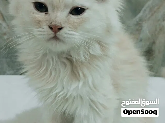 قطة انثى للتبني-العمر ثلاث اشهر ونص-النوع ميكس شيرازي