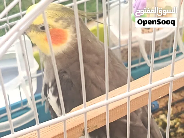ذكر كوكتيل مغرد للبيع اقراء الوصف