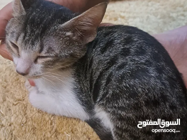 6 قطط مع امهم للتبني لأصحاب القلوب الرحيمه قطط أليفه بدون اي درهم