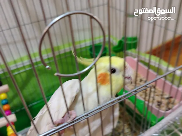 عصفور كوكتيل ابيض البينو عيون حمر يمكن البدل على جوز روز