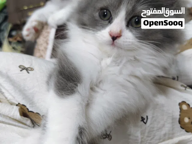 cat for sale female and male kitten  8weeks kittens
