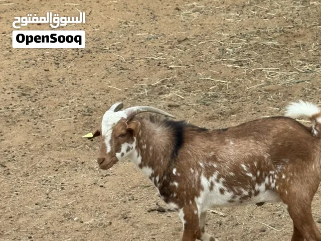 تيس للبيع في ابوظبي