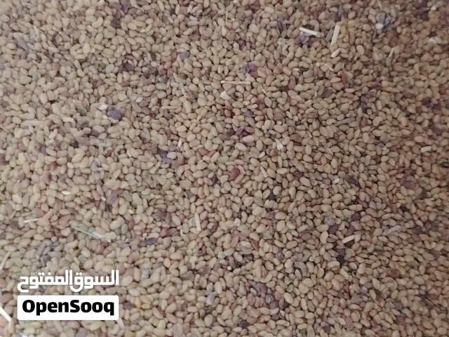 زريعة صفصفة خبيزية ممتازه 70كيلو للبيع