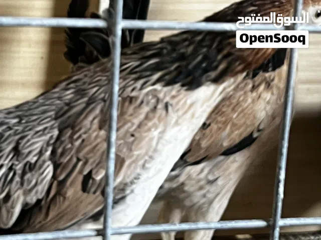 مكاحيل سعودي خط اول دماء نقية
