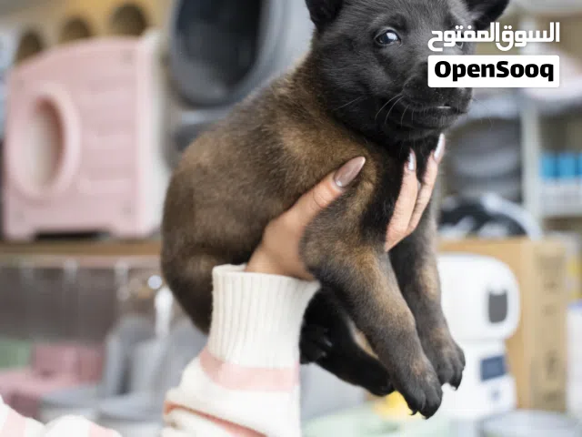 لعشاق الفخامه بلجم مالينو اللقاحات اللازمه وجرعه الدود ومايكروشيب التسليم في عياده