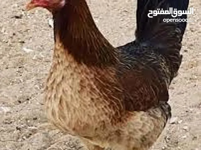 دجاج عرب  الوصف مهم