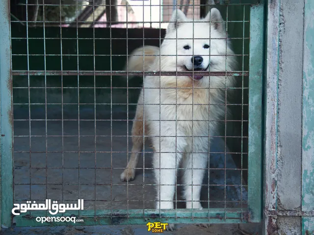 سامويد مميزه للبيع ...