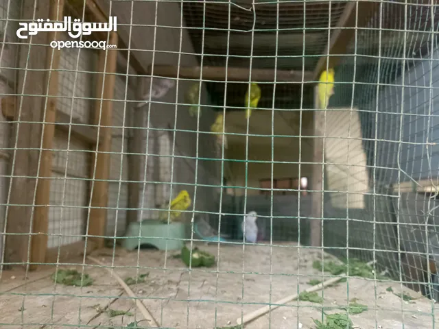 طيور حب للبيع مع القفص 10 طيور