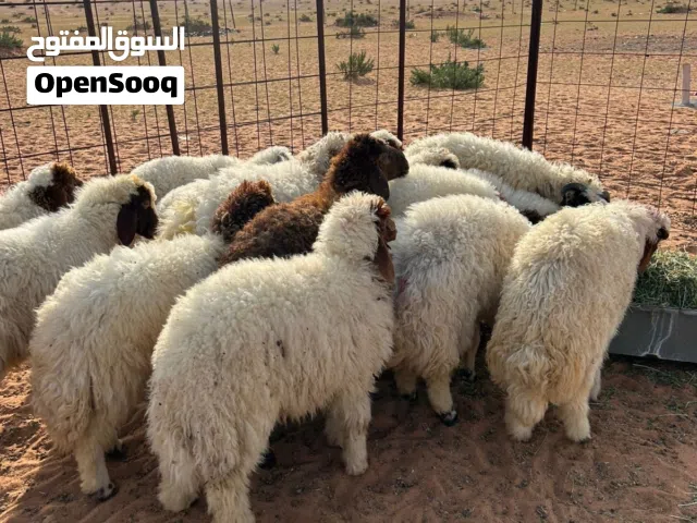 غنم ضحايا كفو