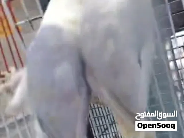 للبيع زوج روز