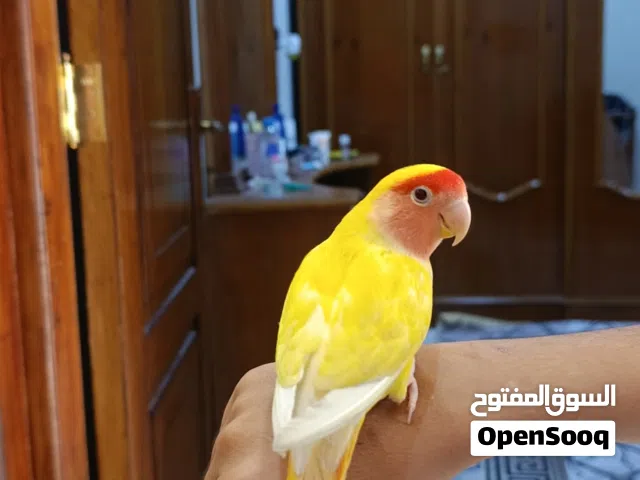 غندورة اليفه للبيع السعر 55