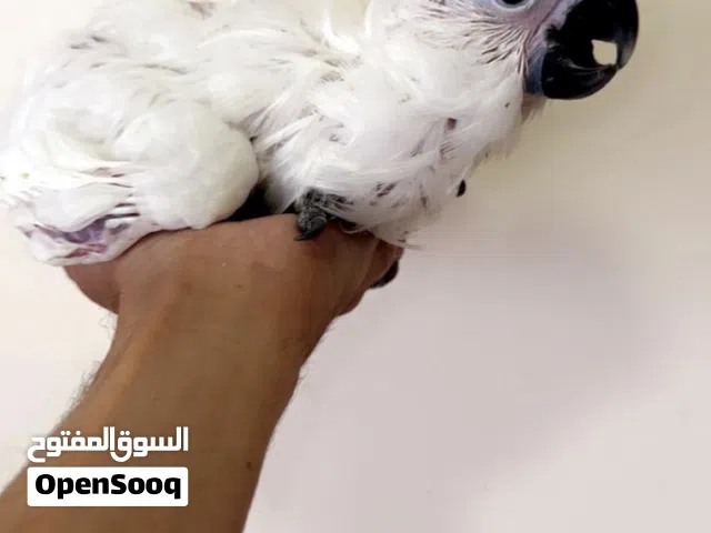 مطلوووووب كوكاتو امبريلا فرخ  صارلي شهرين و ما لقيته فزعتكم يا اخوان