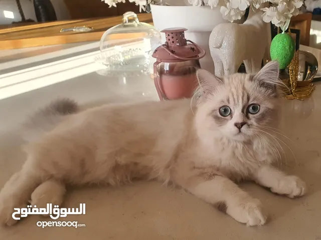 قطة هملا للبيع