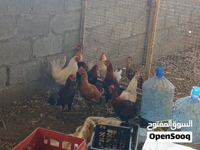 دياكه عمانيات اصل