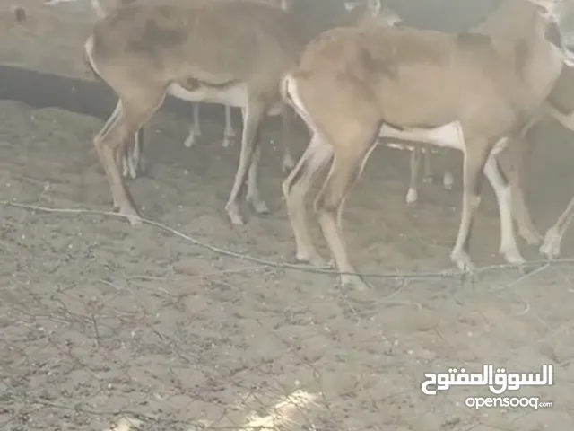 وعول اصفهاني