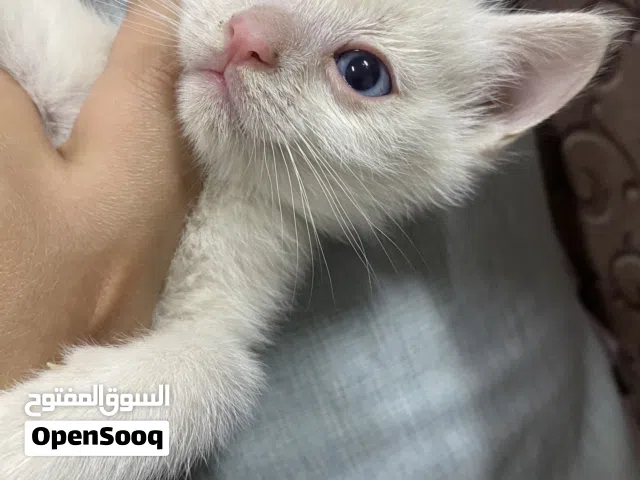 Kittens Turkish adoption ,كتنز للتبني  تركي