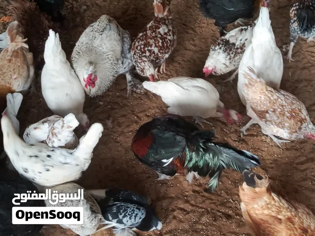 جاج عربي للبيع