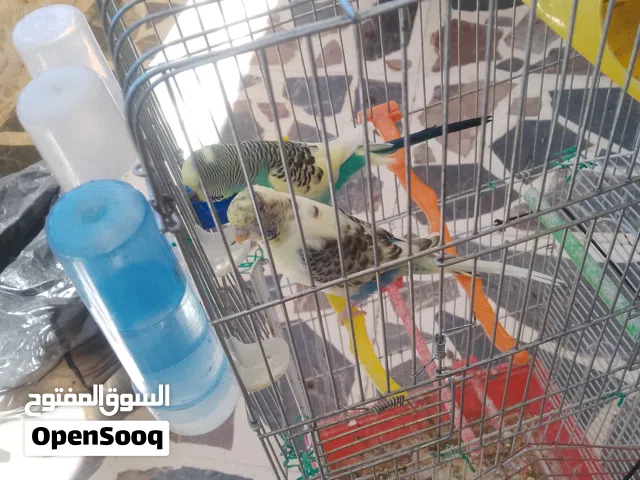 جوز عصافير حب معاهم بيضتين اقرأ الوصف