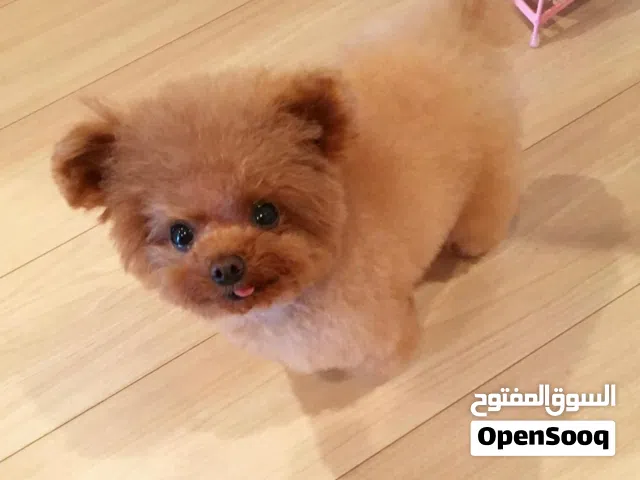 Pure Breed Microchipped Micro Mini Teacup Poodle Puppies Available For Sale and Ready For New Family