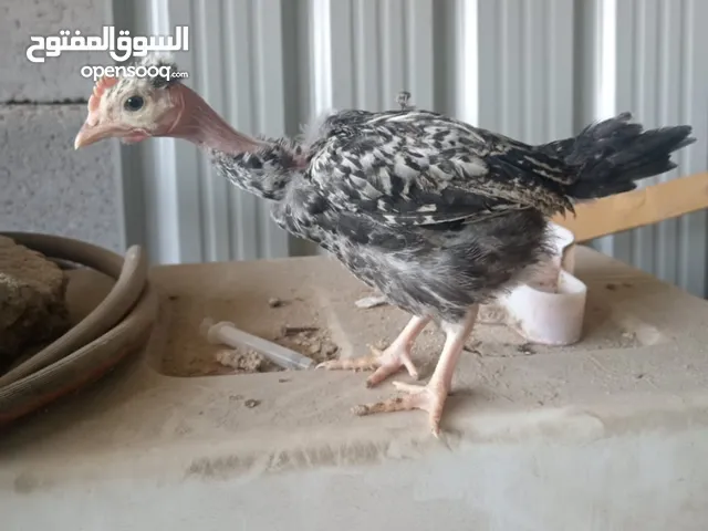 ديوجه ابو ركيبه رس فول