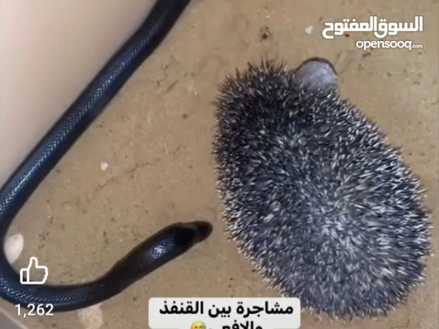 قنفذ أليف للبيع