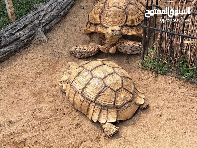 سلاحف سولكاتا المميزه Solcata turtles