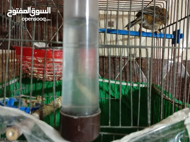 طيور منوعة بسعر حرق لقطة والله يبارك