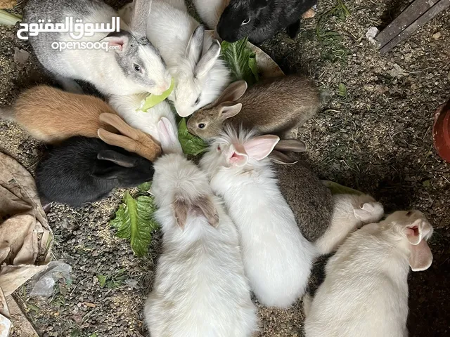 هامستر + ارانب