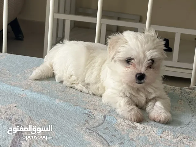 Maltese puppies