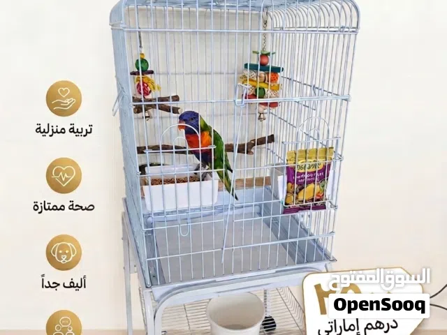 بغبغاء لوري