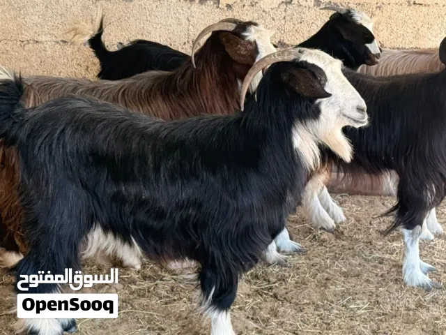 شوهات من حلال بني سعيد سمان وراهيات وأحجام ماشاءالله ماينفوتن للتربيه أو ذبح